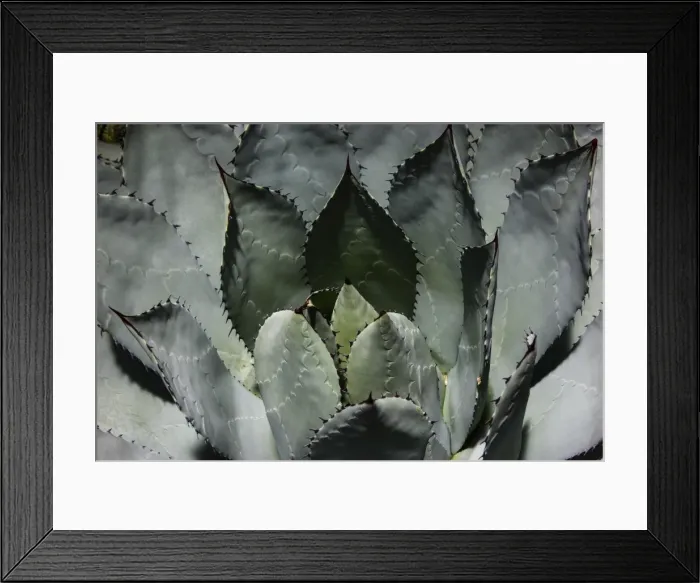 Framed Print : Cabbage Head Agave -Agave parrasana-, native to Mexico