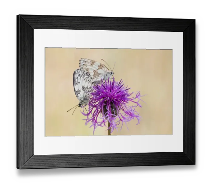Framed Print : Marbled White Butterfly -melanargia galathea- pair mating on Brown Knapweed -Centaurea jacea-, North Hesse, Hesse, Germany Framed Print : Marbled White Butterfly -melanargia galathea- pair mating on Brown Knapweed -Centaurea jacea-, North Hesse, Hesse, Germany