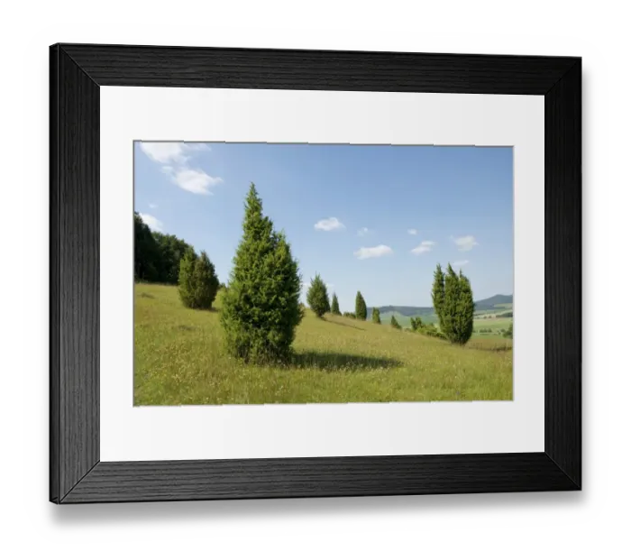 Framed Print : Juniper pastures, Wiesenthaler Schweiz nature reserve, Wiesenthal, Rhoen Biosphere Reserve, Thuringia, Germany Framed Print : Juniper pastures, Wiesenthaler Schweiz nature reserve, Wiesenthal, Rhoen Biosphere Reserve, Thuringia, Germany