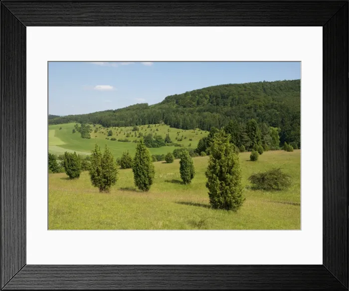 Framed Print : Juniper pastures, Wiesenthaler Schweiz nature reserve, Wiesenthal, Rhoen Biosphere Reserve, Thuringia, Germany Framed Print : Juniper pastures, Wiesenthaler Schweiz nature reserve, Wiesenthal, Rhoen Biosphere Reserve, Thuringia, Germany