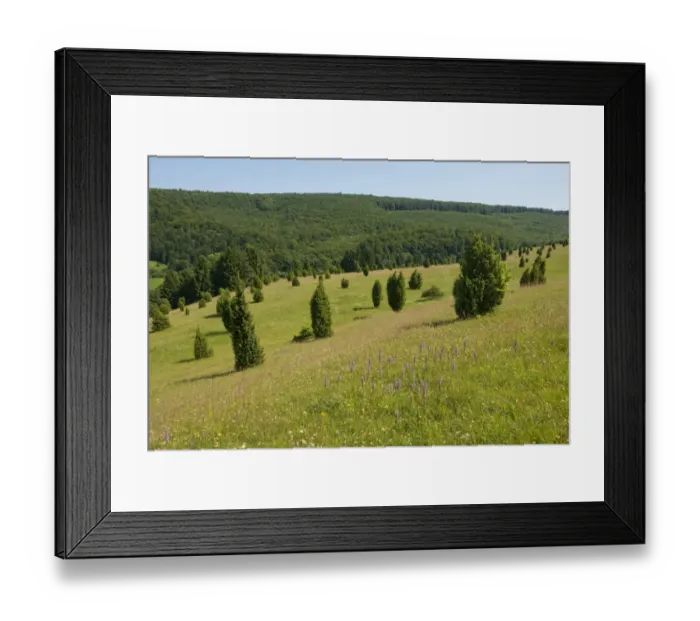 Framed Print : Juniper pastures, Wiesenthaler Schweiz nature reserve, Wiesenthal, Rhoen Biosphere Reserve, Thuringia, Germany Framed Print : Juniper pastures, Wiesenthaler Schweiz nature reserve, Wiesenthal, Rhoen Biosphere Reserve, Thuringia, Germany