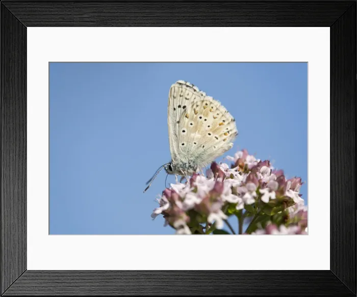 Framed Print : Adonis Blue Butterfly -Polyommatus bellargus-, Thuringia, Germany Framed Print : Adonis Blue Butterfly -Polyommatus bellargus-, Thuringia, Germany