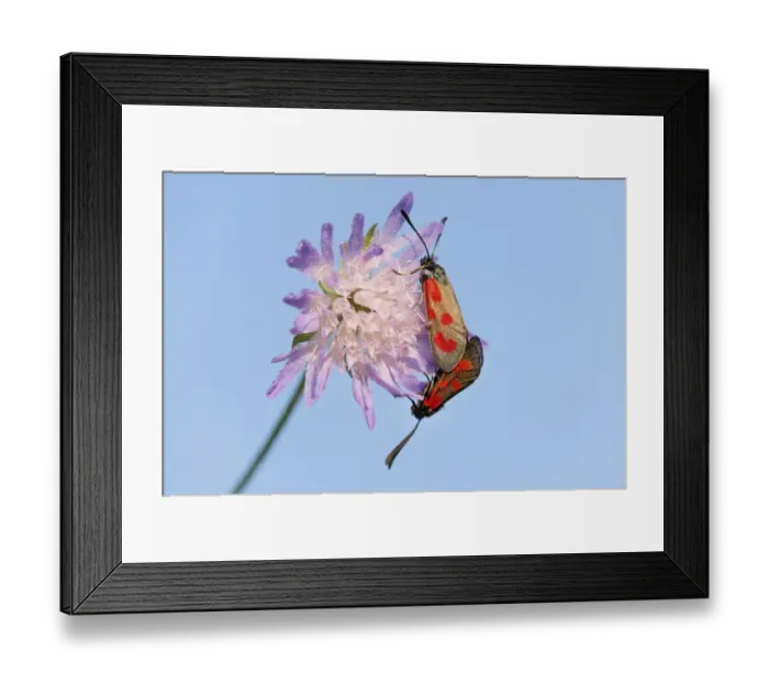 Framed Print : Slender Scotch Burnet -Zygaena loti-, mating, Thuringia, Germany Framed Print : Slender Scotch Burnet -Zygaena loti-, mating, Thuringia, Germany