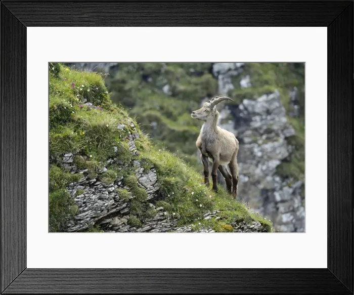 Framed Print : Alpine Ibex -Capra ibex- standing on steep terrain, Bernese Oberland, Canton of Bern, Switzerland