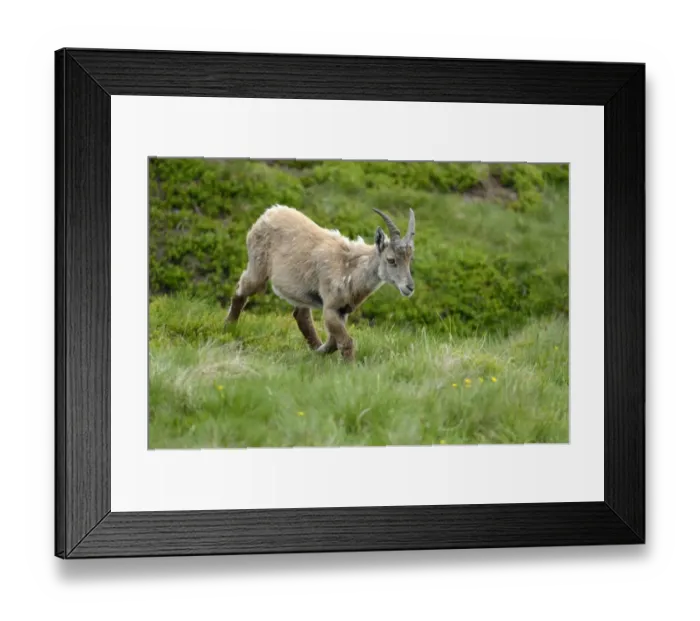 Framed Print : Moulting Alpine Ibex -Capra ibex-, Bernese Oberland, Canton of Bern, Switzerland Framed Print : Moulting Alpine Ibex -Capra ibex-, Bernese Oberland, Canton of Bern, Switzerland