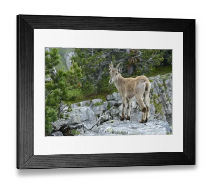 Framed Print : Young Alpine Ibex -Capra ibex- standing on a rock slab, Bernese Oberland, Canton of Bern, Switzerland Framed Print : Young Alpine Ibex -Capra ibex- standing on a rock slab, Bernese Oberland, Canton of Bern, Switzerland
