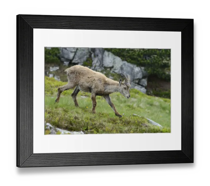 Framed Print : Alpine Ibex -Capra ibex-, Bernese Oberland, Canton of Bern, Switzerland Framed Print : Alpine Ibex -Capra ibex-, Bernese Oberland, Canton of Bern, Switzerland