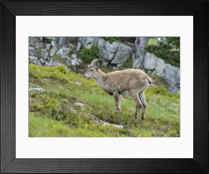 Framed Print : Young Alpine Ibex -Capra ibex-, Bernese Oberland, Canton of Bern, Switzerland Framed Print : Young Alpine Ibex -Capra ibex-, Bernese Oberland, Canton of Bern, Switzerland