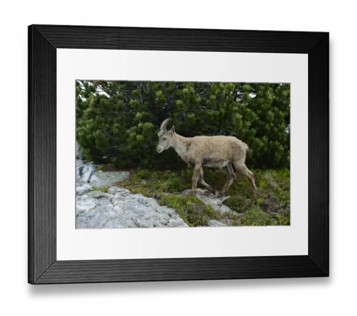 Framed Print : Alpine Ibex -Capra ibex-, Bernese Oberland, Canton of Bern, Switzerland