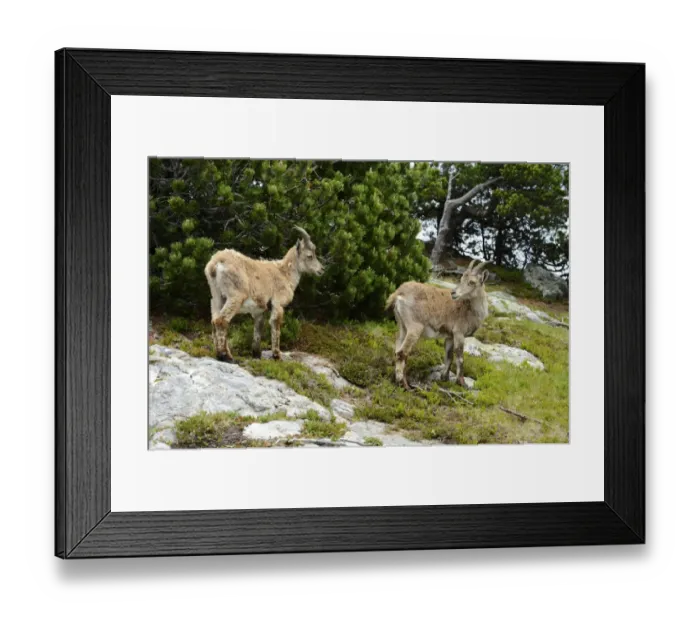 Framed Print : Two Alpine Ibexes -Capra ibex- during change of coat, Bernese Oberland, Canton of Bern, Switzerland