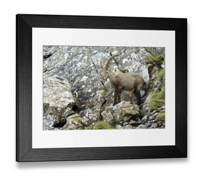 Framed Print : Alpine Ibex -Capra ibex-, Bernese Oberland, Canton of Bern, Switzerland Framed Print : Alpine Ibex -Capra ibex-, Bernese Oberland, Canton of Bern, Switzerland