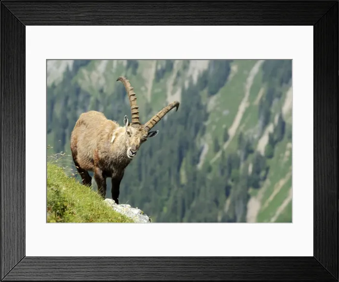 Framed Print : Alpine Ibex -Capra ibex-, Bernese Oberland, Canton of Bern, Switzerland Framed Print : Alpine Ibex -Capra ibex-, Bernese Oberland, Canton of Bern, Switzerland