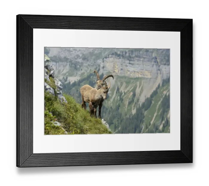 Framed Print : Two Alpine Ibexes -Capra ibex- in steep terrain, Bernese Oberland, Canton of Bern, Switzerland