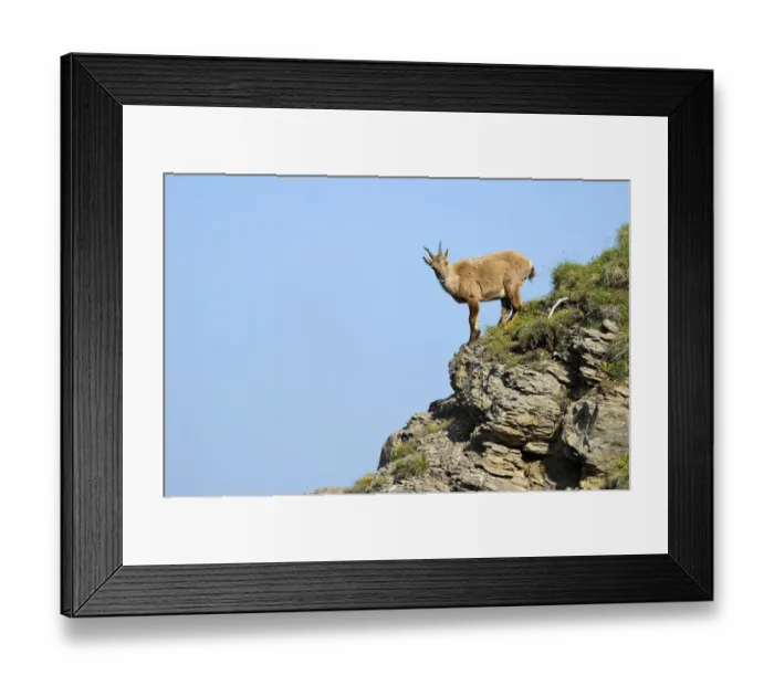 Framed Print : Alpine Ibex -Capra ibex-, Bernese Oberland, Canton of Bern, Switzerland Framed Print : Alpine Ibex -Capra ibex-, Bernese Oberland, Canton of Bern, Switzerland
