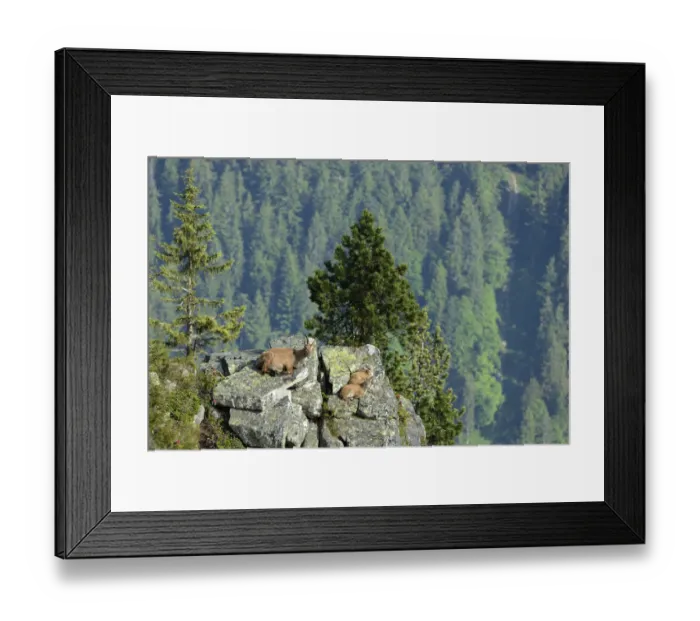 Framed Print : Alpine Ibex -Capra ibex-, adult and two young animals lying on rock slab, Bernese Oberland, Canton of Bern, Switzerland
