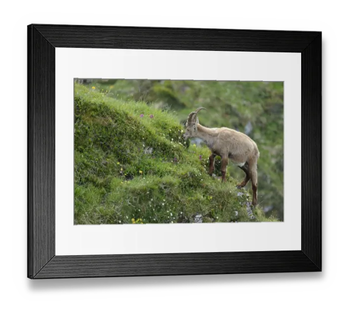 Framed Print : Alpine Ibex -Capra ibex- feeding, Bernese Oberland, Canton of Bern, Switzerland Framed Print : Alpine Ibex -Capra ibex- feeding, Bernese Oberland, Canton of Bern, Switzerland