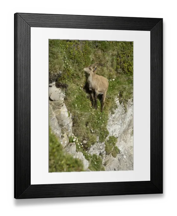 Framed Print : Alpine Ibex -Capra ibex- in steep terrain, Bernese Oberland, Canton of Bern, Switzerland Framed Print : Alpine Ibex -Capra ibex- in steep terrain, Bernese Oberland, Canton of Bern, Switzerland