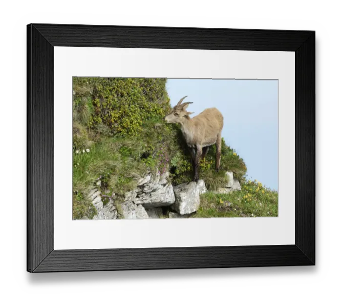 Framed Print : Alpine Ibex -Capra ibex- in steep terrain, Bernese Oberland, Canton of Bern, Switzerland