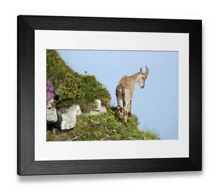 Framed Print : Alpine Ibex -Capra ibex- looking down slope, Bernese Oberland, Canton of Bern, Switzerland Framed Print : Alpine Ibex -Capra ibex- looking down slope, Bernese Oberland, Canton of Bern, Switzerland