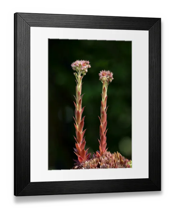 Framed Print : Houseleek -Sempervivum tectorum, Sedum tectorum-, flower, Stuttgart, Baden-Wurttemberg, Germany Framed Print : Houseleek -Sempervivum tectorum, Sedum tectorum-, flower, Stuttgart, Baden-Wurttemberg, Germany