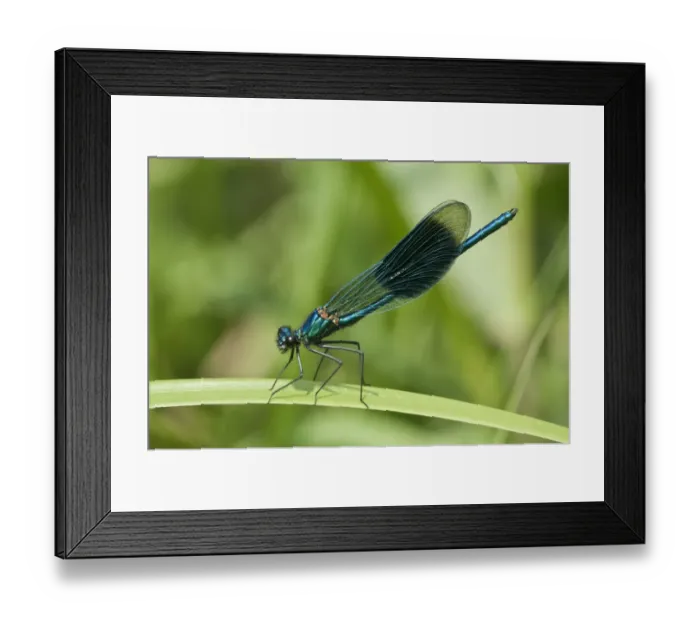 Framed Print : Banded Demoiselle -Calopteryx splendens-, Untergroningen, Abtsgmuend, Baden-Wurttemberg, Germany Framed Print : Banded Demoiselle -Calopteryx splendens-, Untergroningen, Abtsgmuend, Baden-Wurttemberg, Germany