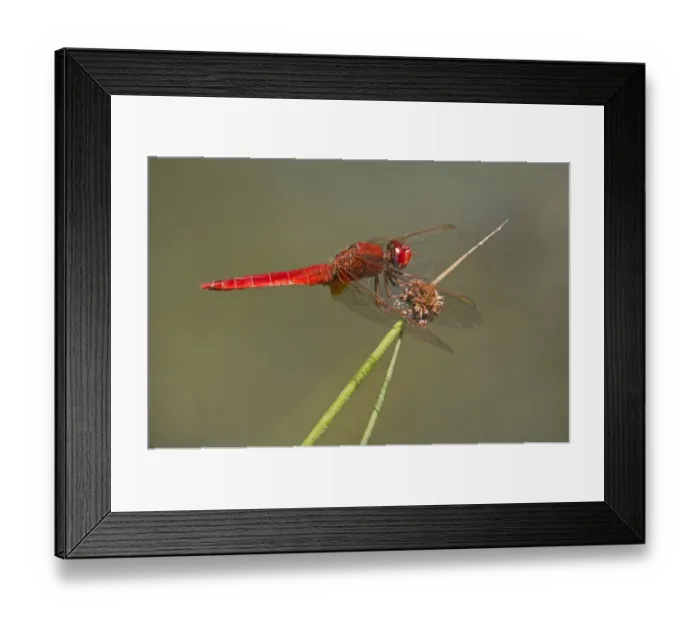 Framed Print : Scarlet Dragonfly -Crocothemis erythraea-, male, Canton of Geneva, Switzerland