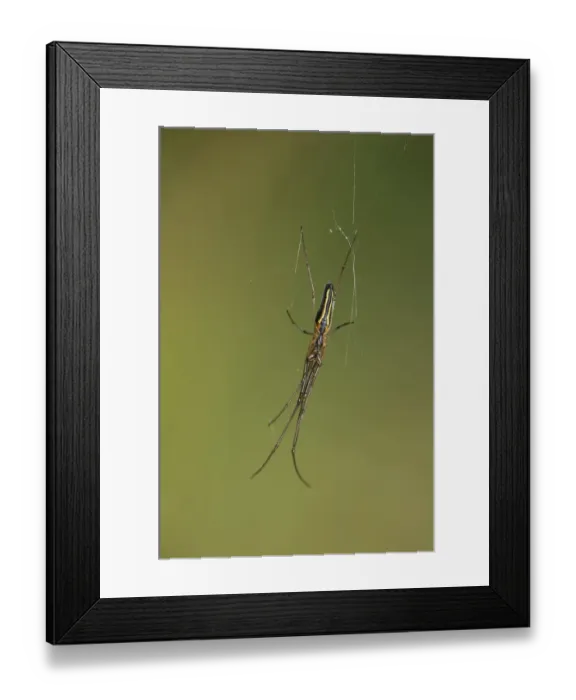 Framed Print : Long-jawed Spider -Tetragnatha extensa-, Versoix, Canton of Geneva, Switzerland Framed Print : Long-jawed Spider -Tetragnatha extensa-, Versoix, Canton of Geneva, Switzerland