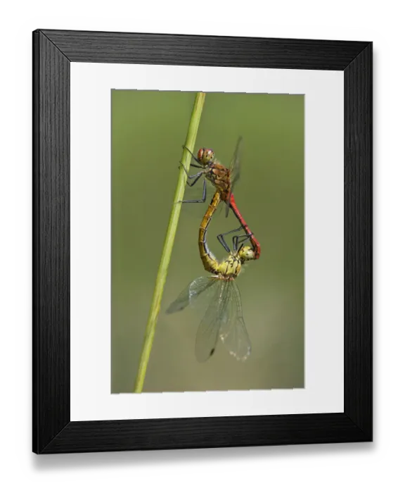 Framed Print : Swamp darters -Sympetrum depressiusculum- mating, Versoix, Canton of Geneva, Switzerland Framed Print : Swamp darters -Sympetrum depressiusculum- mating, Versoix, Canton of Geneva, Switzerland