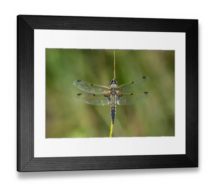 Framed Print : Four-spotted Chaser -Libellula quadrimaculata-, male, Versoix, Canton of Geneva, Switzerland
