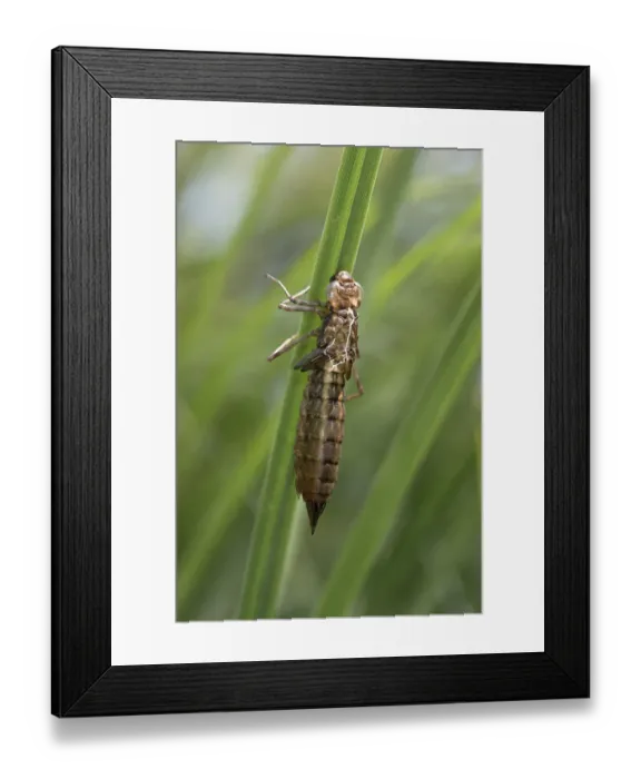 Framed Print : Emperor Dragonfly -Anax imperator-, empty larvae skin or exuvia, Versoix, Canton of Geneva, Switzerland Framed Print : Emperor Dragonfly -Anax imperator-, empty larvae skin or exuvia, Versoix, Canton of Geneva, Switzerland