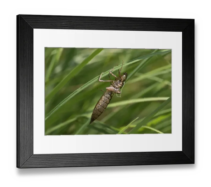Framed Print : Emperor Dragonfly -Anax imperator-, empty larvae skin or exuvia, Versoix, Canton of Geneva, Switzerland Framed Print : Emperor Dragonfly -Anax imperator-, empty larvae skin or exuvia, Versoix, Canton of Geneva, Switzerland
