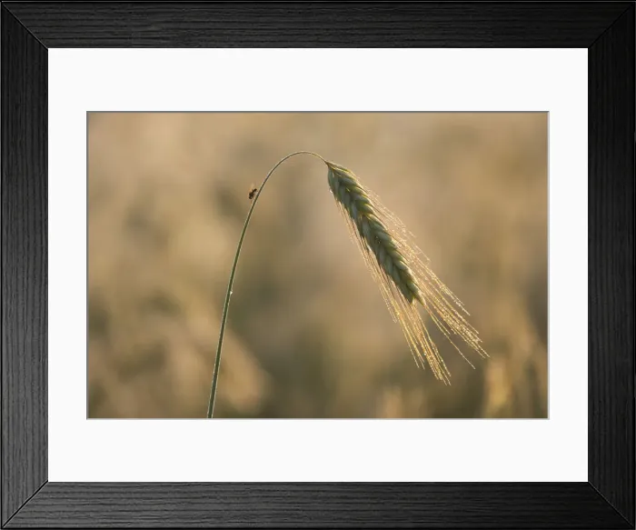 Framed Print : Barley -Hordeum vulgare-, ear with morning dew, Thuringia, Germany Framed Print : Barley -Hordeum vulgare-, ear with morning dew, Thuringia, Germany