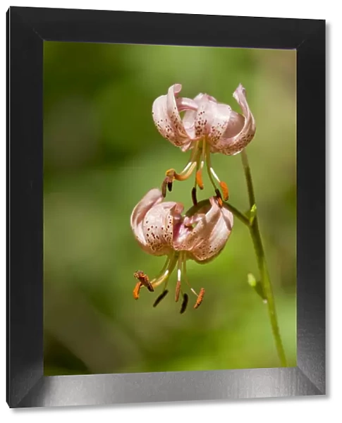 Martagon Lily or Turks Cap Lily -Lilium martagon-, flowering, Thuringia, Germany
