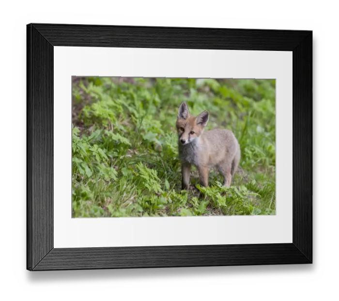 Framed Print : Fox -Vulpes vulpes-, pup standing in a meadow, Tyrolean Unterland, Tyrol, Austria Framed Print : Fox -Vulpes vulpes-, pup standing in a meadow, Tyrolean Unterland, Tyrol, Austria