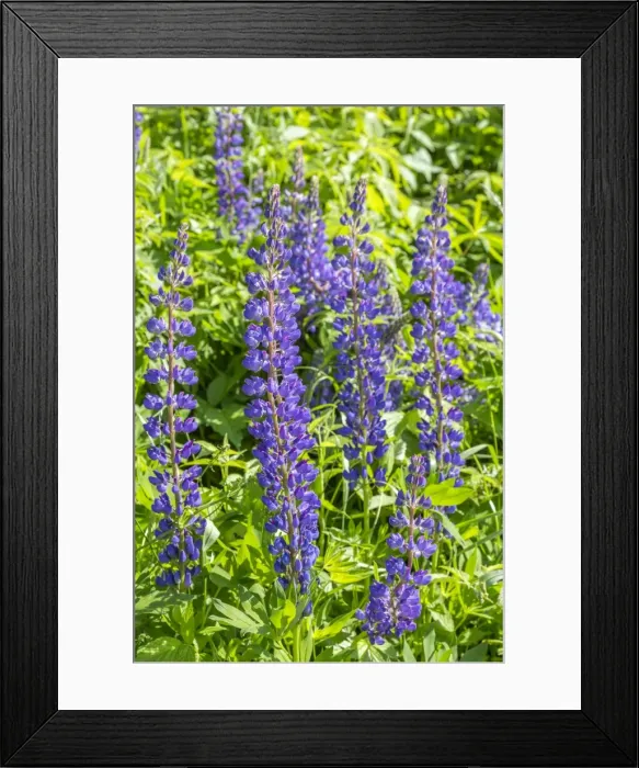 Framed Print : Lupin -Lupinus-, Schluchsee, Baden-Wurttemberg, Black Forest, Germany Framed Print : Lupin -Lupinus-, Schluchsee, Baden-Wurttemberg, Black Forest, Germany