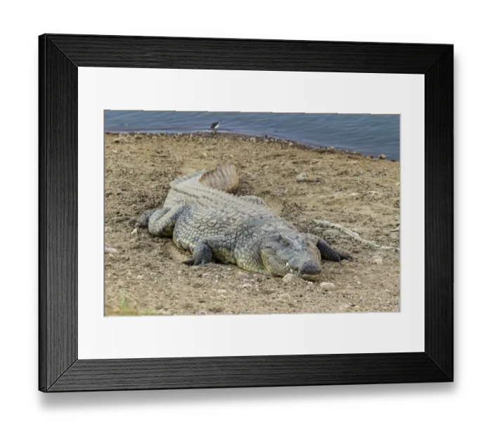 Framed Print : Nile Crocodile -Crocodylus niloticus-, Okapuka Ranch, Namibia Framed Print : Nile Crocodile -Crocodylus niloticus-, Okapuka Ranch, Namibia