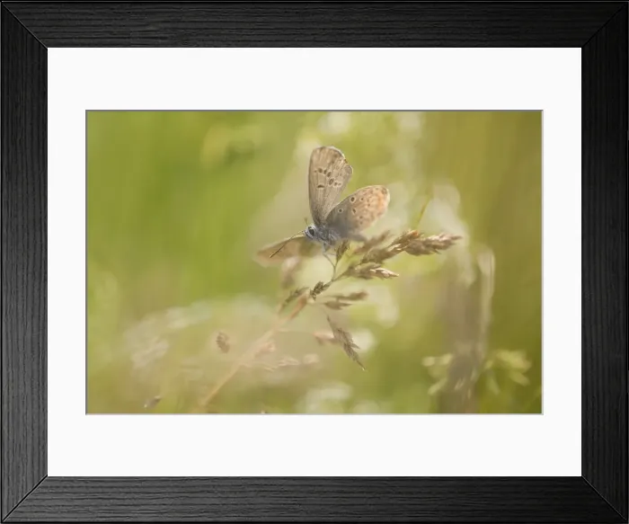 Framed Print : Common Blue -Polyommatus icarus-, Thuringia, Germany Framed Print : Common Blue -Polyommatus icarus-, Thuringia, Germany