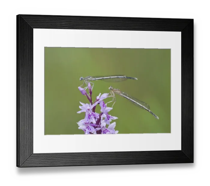 Framed Print : Two Blue-tailed Damselfies -Ischnura elegans- on a Heath Spotted Orchid or Moorland Spotted Orchid -Dactylorhiza maculata-, North Hesse, Hesse, Germany