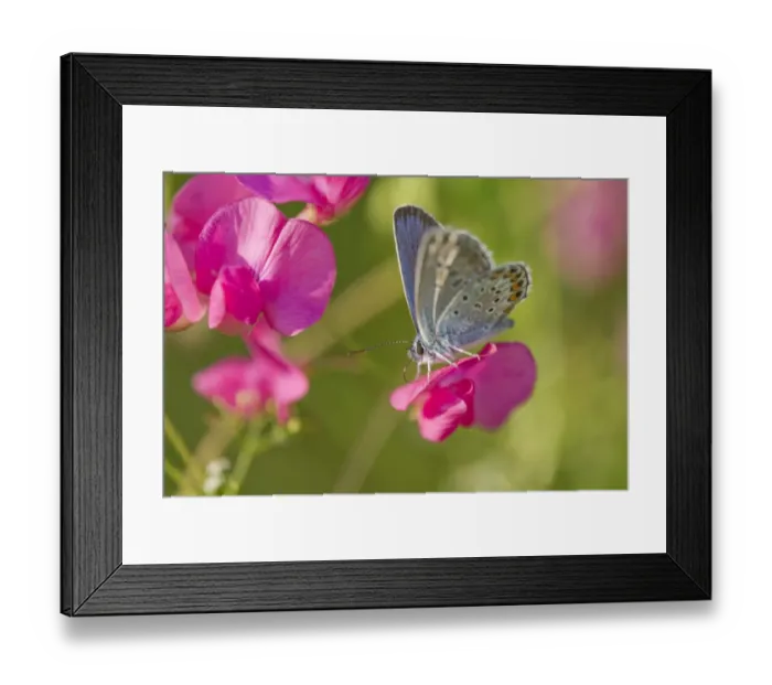 Framed Print : Common Blue -Polyommatus icarus- sucking nectar, Thuringia, Germany Framed Print : Common Blue -Polyommatus icarus- sucking nectar, Thuringia, Germany