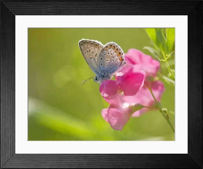 Framed Print : Common Blue -Polyommatus icarus- sucking nectar, Thuringia, Germany Framed Print : Common Blue -Polyommatus icarus- sucking nectar, Thuringia, Germany