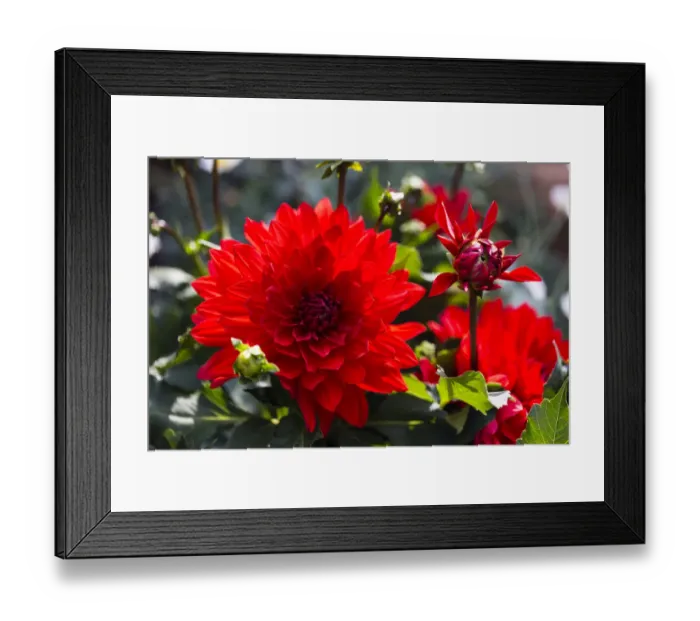 Framed Print : Dahlia -Dahlia sp. -, Hesse, Germany Framed Print : Dahlia -Dahlia sp. -, Hesse, Germany