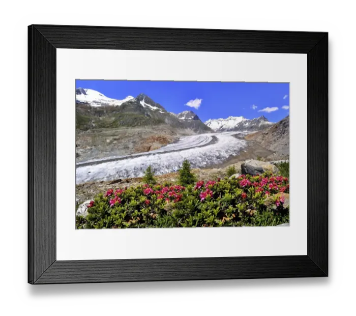 Framed Print : Great Aletsch Glacier, UNESCO World Heritage Site, alpenroses at the front, Riederalp, Bettmeralp, Canton of Valais, Switzerland Framed Print : Great Aletsch Glacier, UNESCO World Heritage Site, alpenroses at the front, Riederalp, Bettmeralp, Canton of Valais, Switzerland