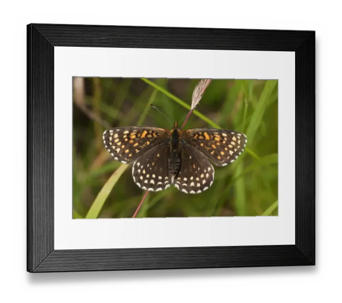 Framed Print : False Heath Fritillary -Melitaea diamina-, Neresheim, Baden-Wurttemberg, Germany Framed Print : False Heath Fritillary -Melitaea diamina-, Neresheim, Baden-Wurttemberg, Germany