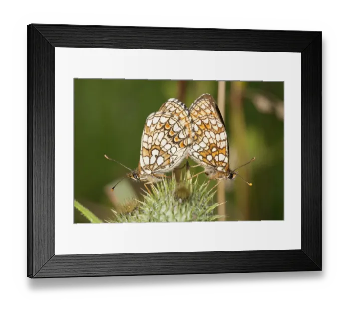 Framed Print : Heath Fritillary -Melitaea athalia-, copulation, Neresheim, Baden-Wurttemberg, Germany Framed Print : Heath Fritillary -Melitaea athalia-, copulation, Neresheim, Baden-Wurttemberg, Germany