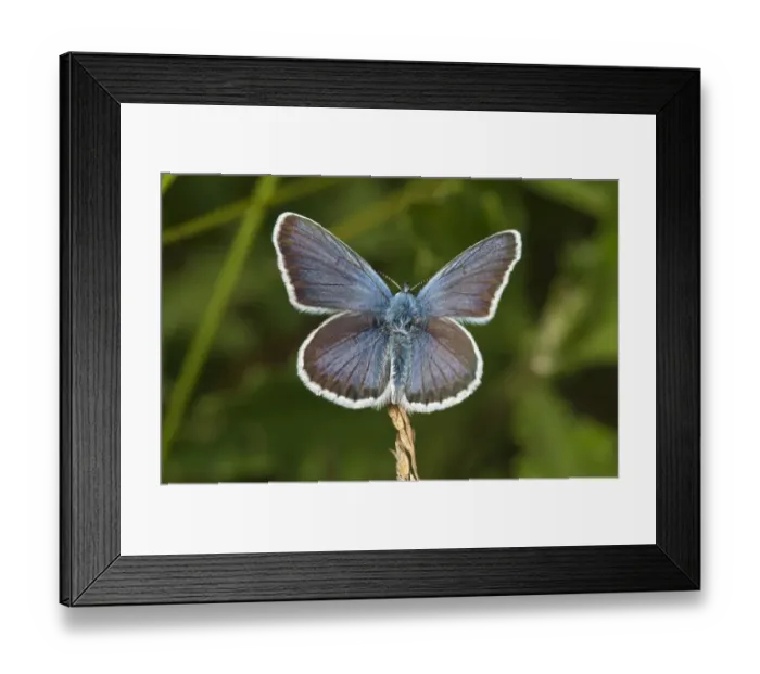 Framed Print : Silver-studded Blue -Plebejus argus-, Neresheim, Baden-Wurttemberg, Germany Framed Print : Silver-studded Blue -Plebejus argus-, Neresheim, Baden-Wurttemberg, Germany