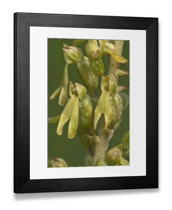 Framed Print : Common Twayblade -Listera ovata-, inflorescence, Neresheim, Baden-Wurttemberg, Germany Framed Print : Common Twayblade -Listera ovata-, inflorescence, Neresheim, Baden-Wurttemberg, Germany