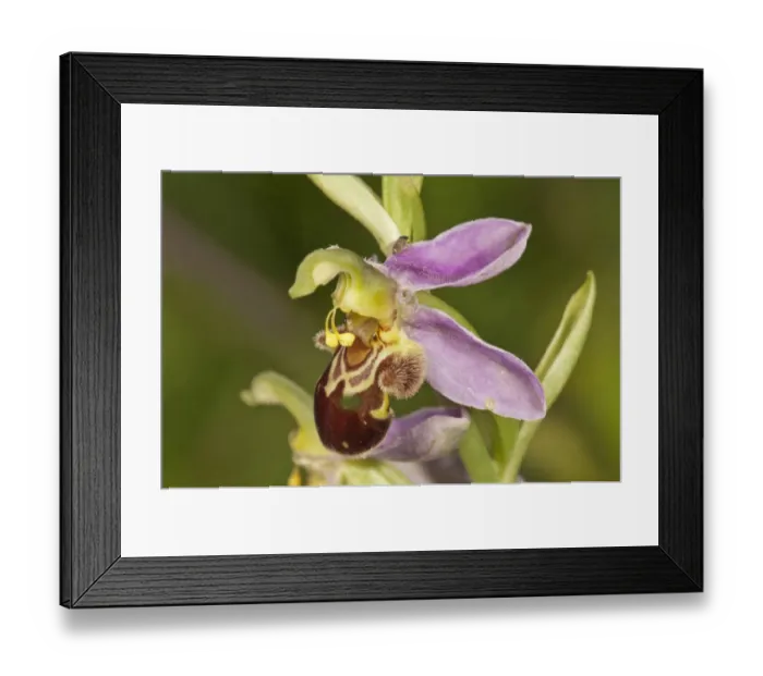 Framed Print : Bee Orchid -Ophrys apivera-, single flower, Neresheim, Baden-Wurttemberg, Germany