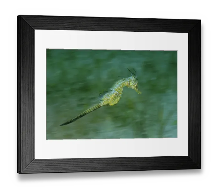 Framed Print : Short-snouted Seahorse -Hippocampus hippocampus-, Black Sea, Crimea, Russia Framed Print : Short-snouted Seahorse -Hippocampus hippocampus-, Black Sea, Crimea, Russia