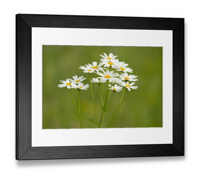 Framed Print : Ox-eye Daisies -Leucanthemum vulgare-, flowers, Thuringia, Germany Framed Print : Ox-eye Daisies -Leucanthemum vulgare-, flowers, Thuringia, Germany