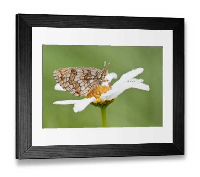 Framed Print : Heath Fritillary -Melitaea athalia- on an Oxeye Daisy -Leucanthemum vulgare-, North Hesse, Hesse, Germany Framed Print : Heath Fritillary -Melitaea athalia- on an Oxeye Daisy -Leucanthemum vulgare-, North Hesse, Hesse, Germany